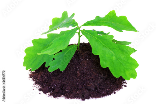 Young oak tree