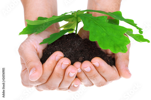 Concept of a young oak tree in woman hands
