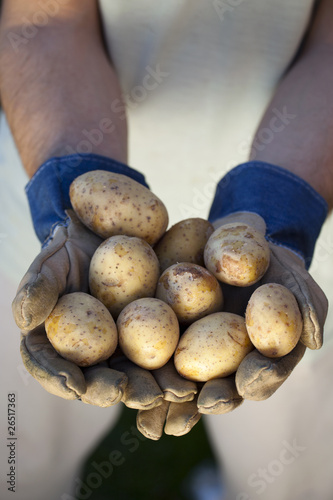 Świeże ziemniaki na dłoniach farmera photo