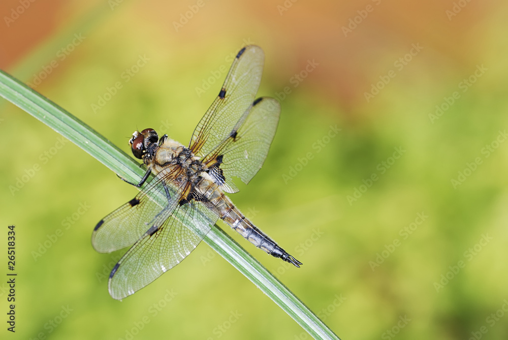 Dragonfly Dragonfly