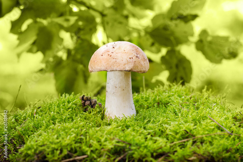 cep mushroom in the moss