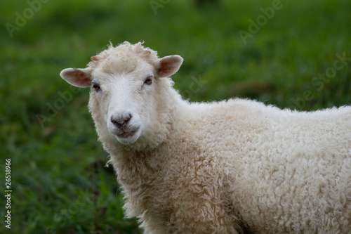 Allgäuer Schaf