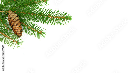 Green spruce branch