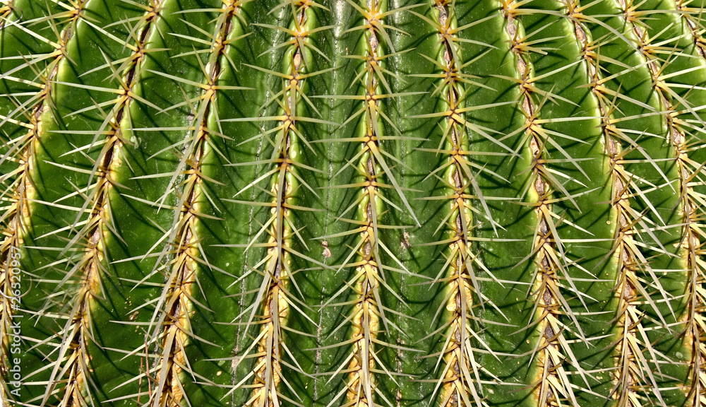 Cactus Cactus