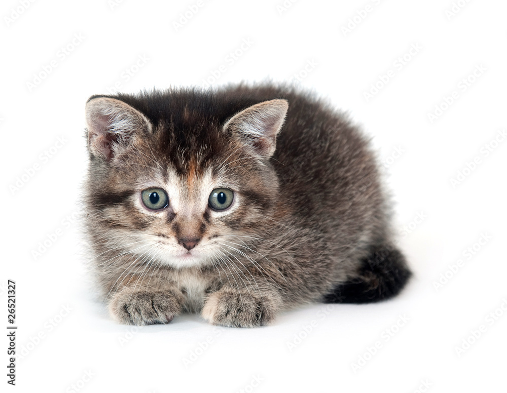 Tabby kitten on white Tabby kitten on white