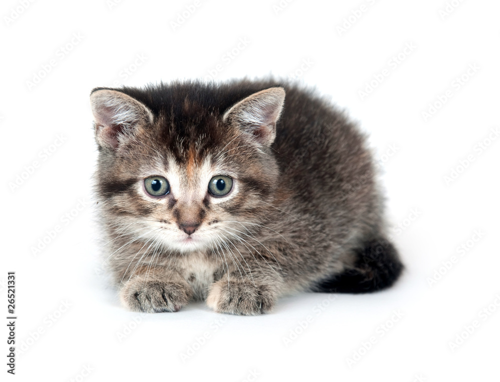 Obraz premium Tabby kitten on white