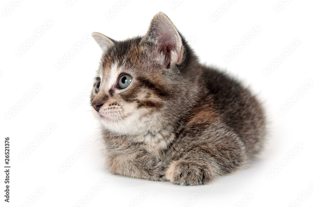 Tabby kitten on white