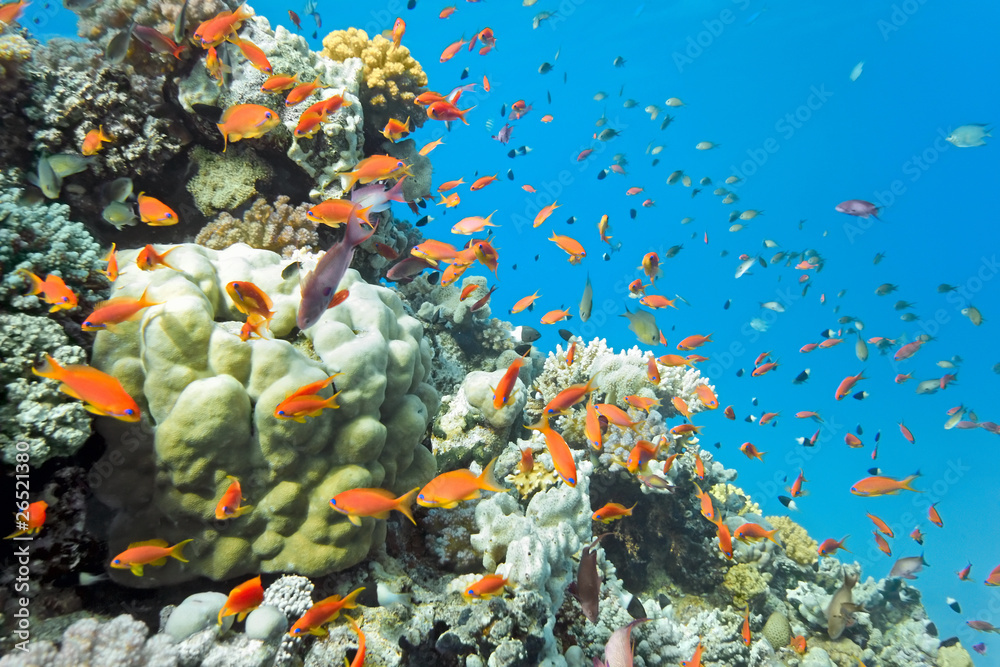 Shoal of anhthias fish on the coral reef