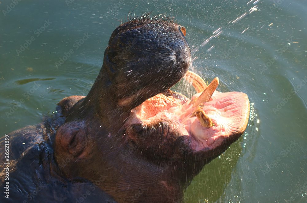 Fototapeta premium Refreshment