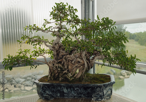 bonsaï ficus retusa (figuier)