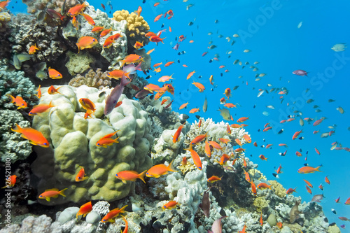 Obraz na płótnie Shoal of anhthias fish on the coral reef w salonie