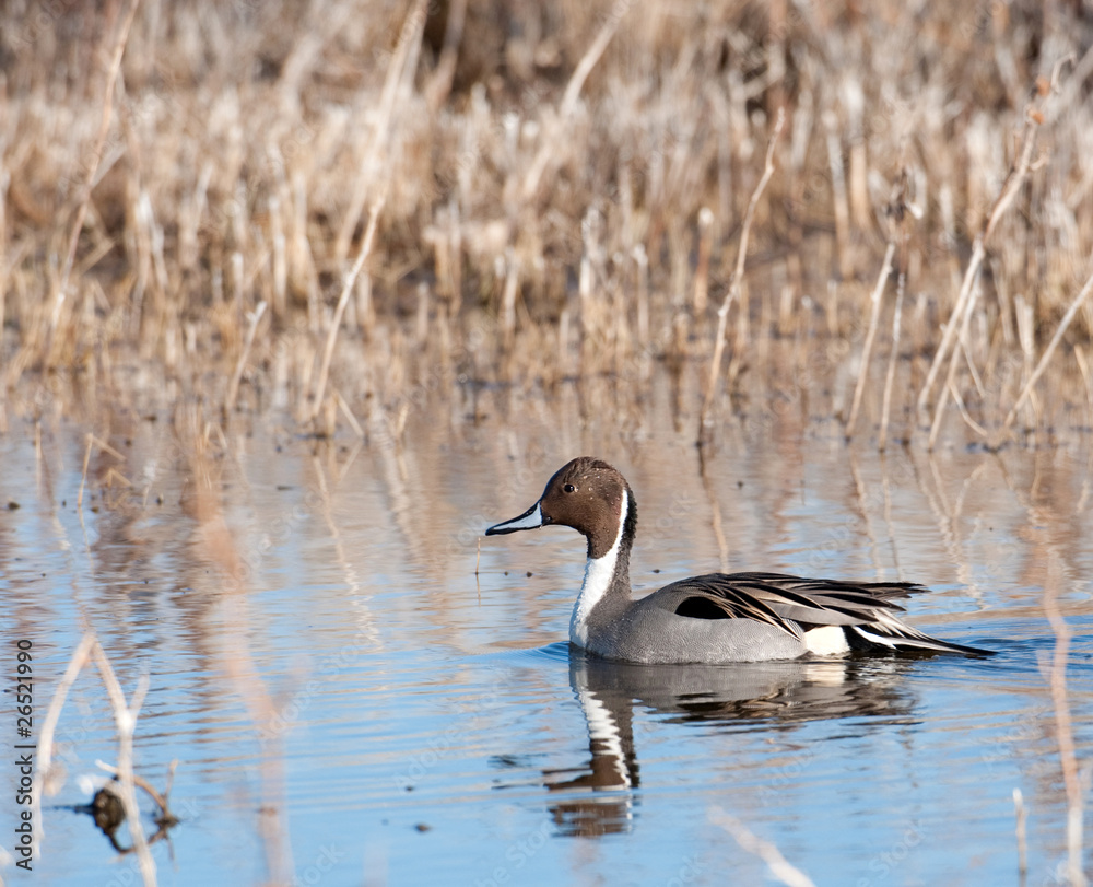 Pintail in a marsh