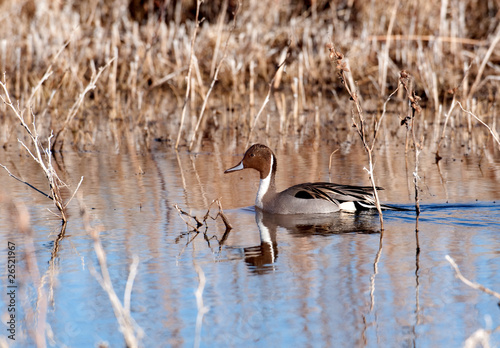 Vászonkép Pintail in a marsh