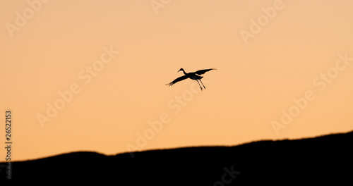 silhouette of sandhill crane