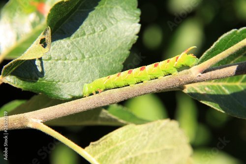 The Beautiful Cutworm