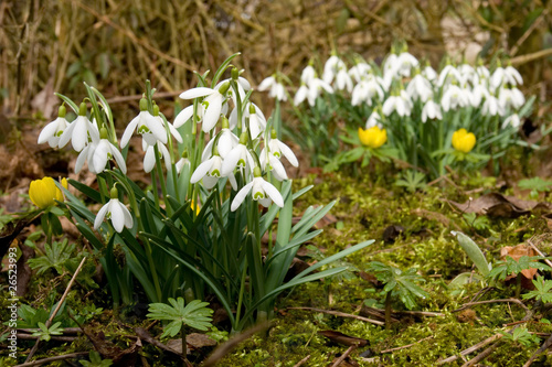 Two groups of snowdrops and some winter aconite