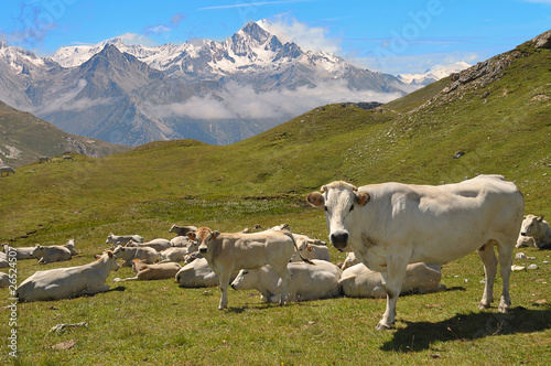 Herd of cows - Hautes-Alpes - France - Europa