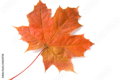 Shot of colorful autumn leafs over white background.