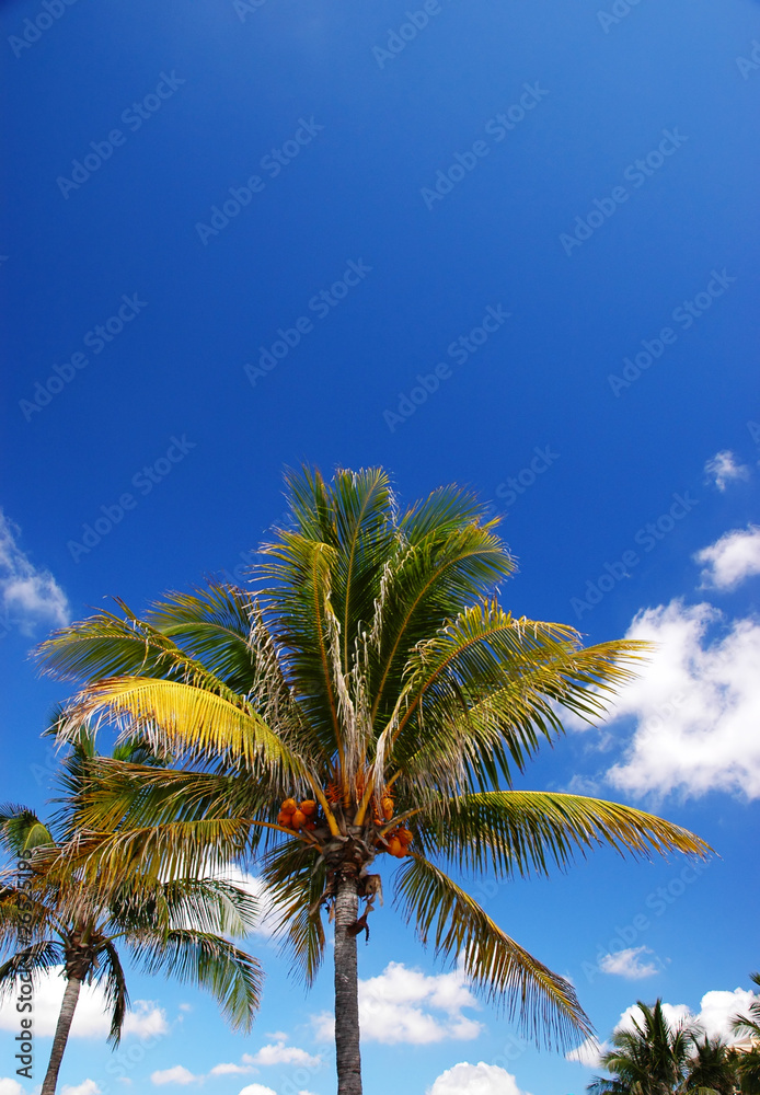 Obraz premium Coconut palm (Cocos nucifera)