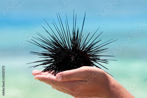 Alive sea urchin lying on the hand