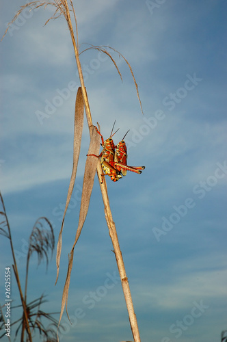 Mating easter lubber grasshoppers photo