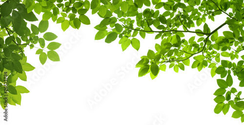 panoramic Green leaves on white background