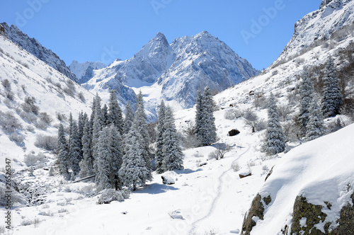 Winter with mountains and fur-trees in snow