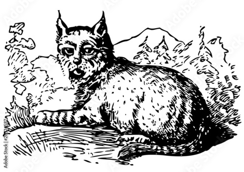 vector illustration lynx tattoo