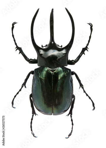 Canvastavla Big horned beetle