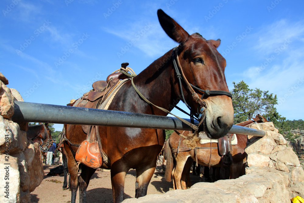 Fototapeta premium Mule at the Grand Canyon National Park..