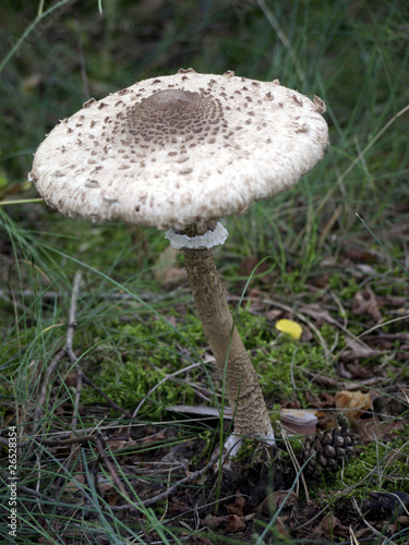 Parasol mushroom on meadow