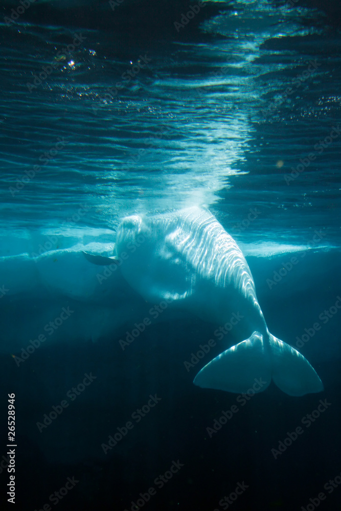 Obraz premium White Beluga Whale ..