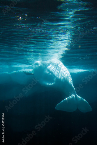 Stampa su Tela White Beluga Whale ..