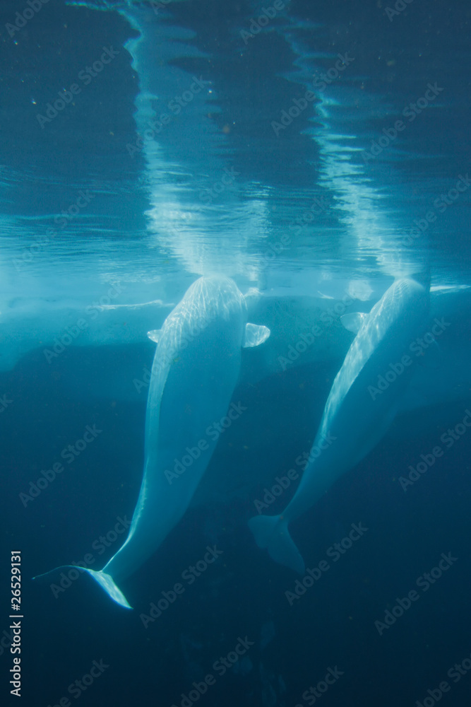 White Beluga Whale ..