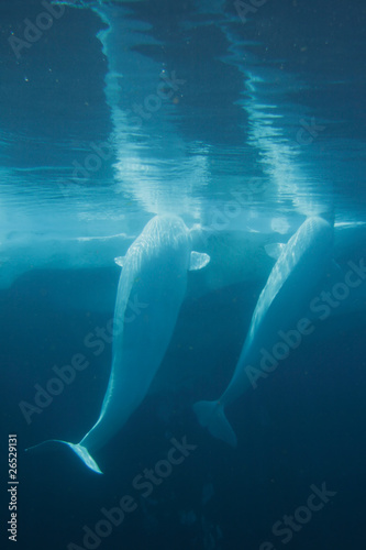White Beluga Whale .. © Chee-Onn Leong