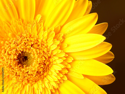 Yellow Gerbera