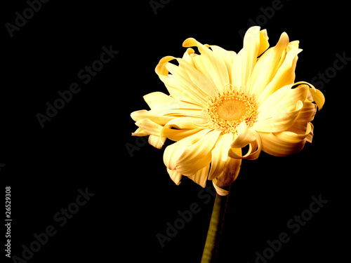 Yellow Gerbera photo