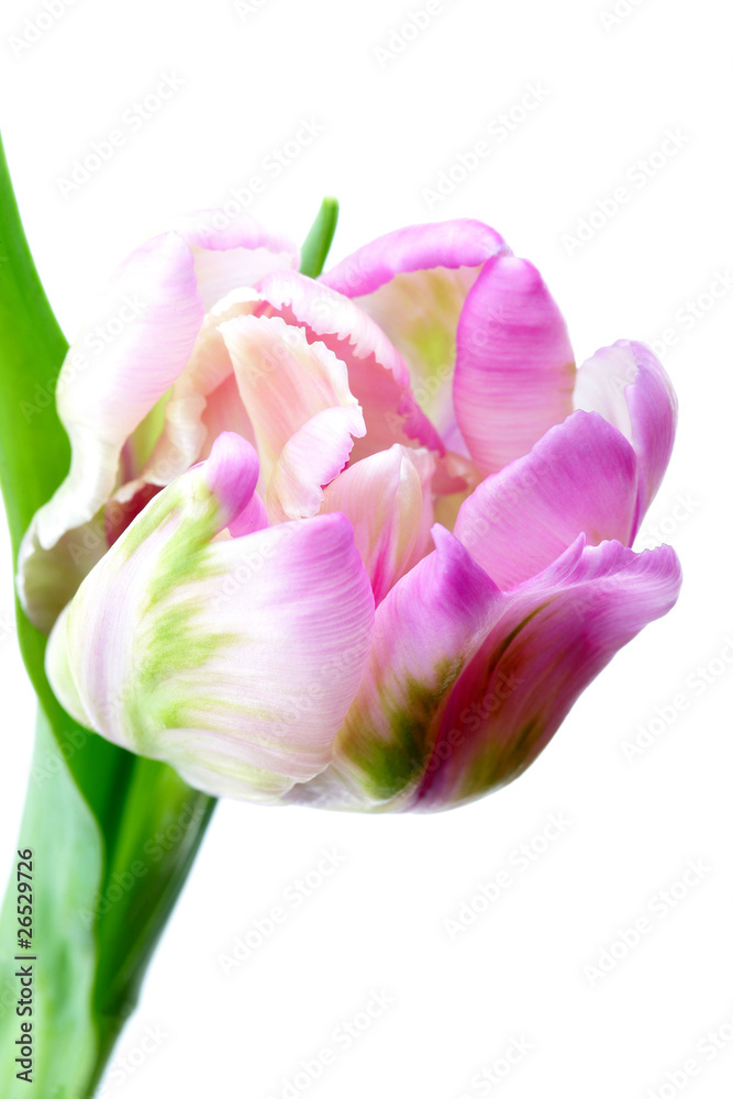 Fototapeta premium Single Tulip