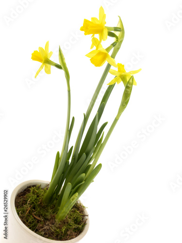 Daffodils