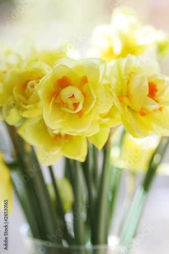 Fototapeta Naklejka Na Ścianę i Meble -  Daffodils