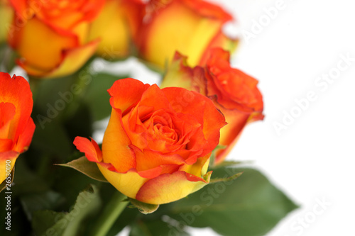 Bunch of Orange Roses