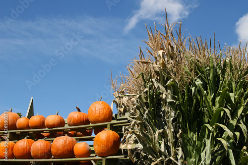 Fotografija Rustic Autumn harvest scene with pumpkins and cornstalks