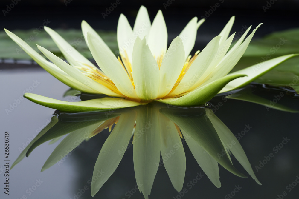 Obraz premium Yellow Waterlily