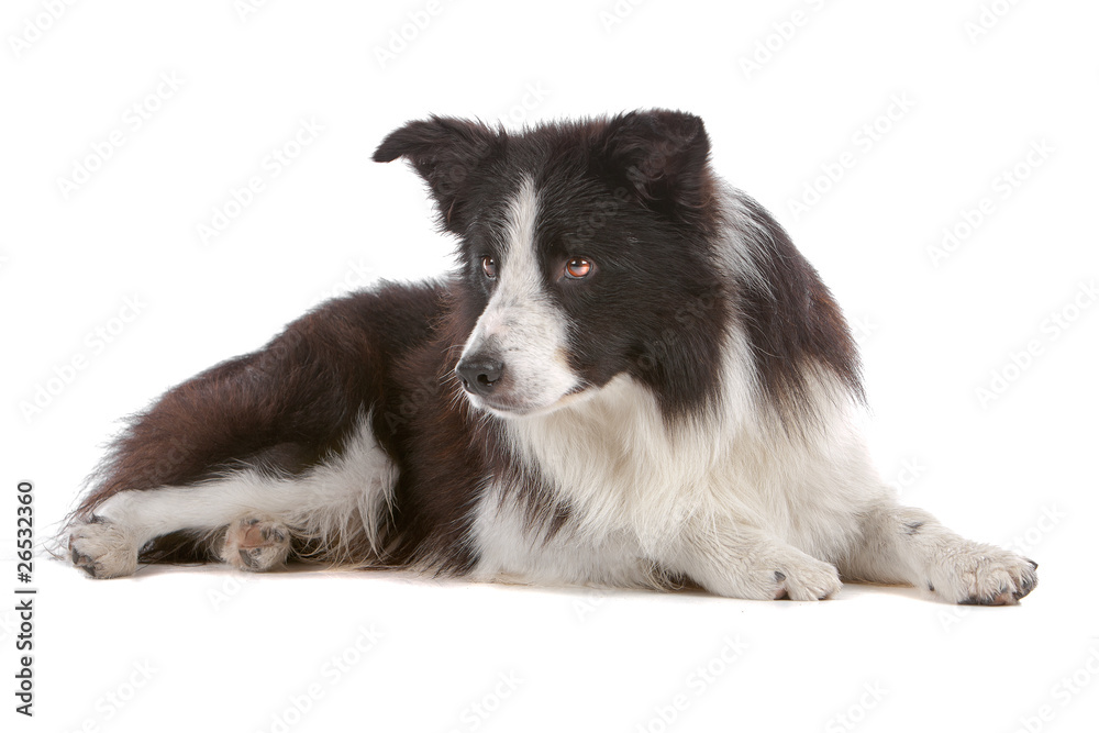 Border collie dog lying and looking away