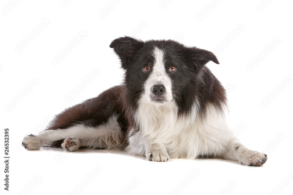 Front view of border collie dog lying, on a white background