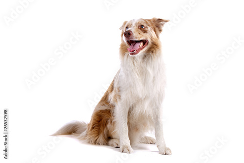 Fototapete Border collie dog sitting, isolated on a white background