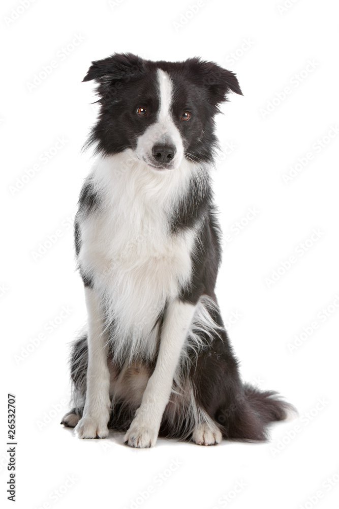 Black and white border collie dog sitting