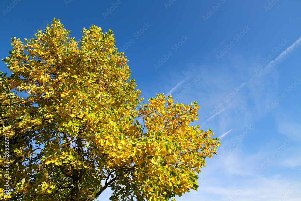 Herbst Baum
