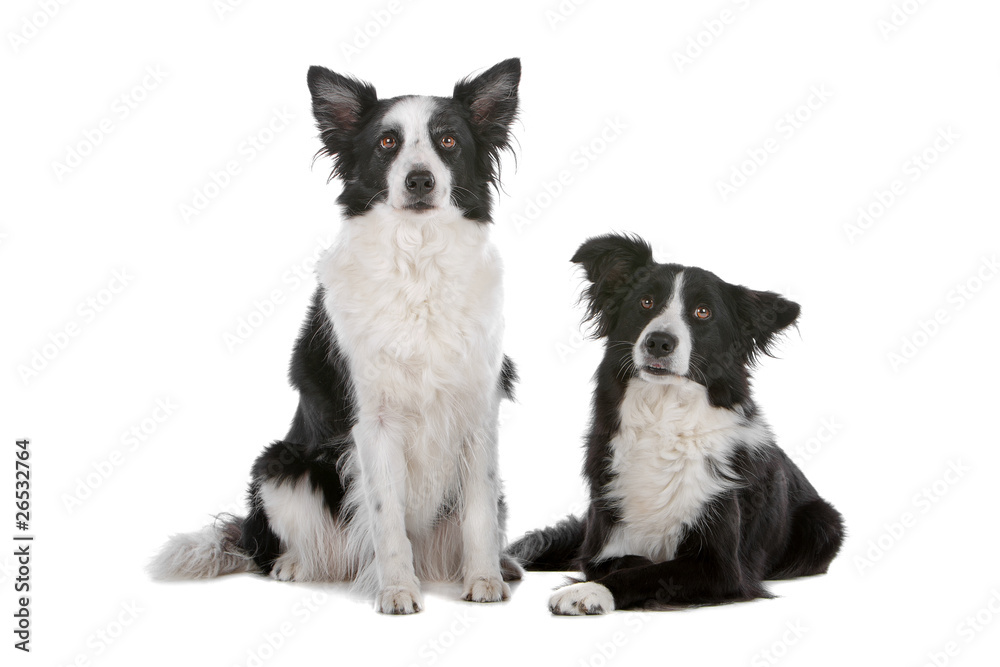 Two border collie sheep dogs isolated on a white background