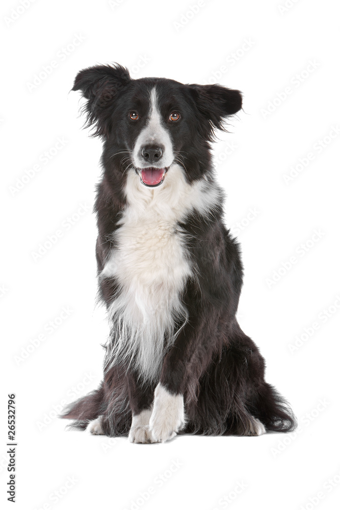 Black and white border collie dog isolated on a white background Black and white border collie dog isolated on a white background
